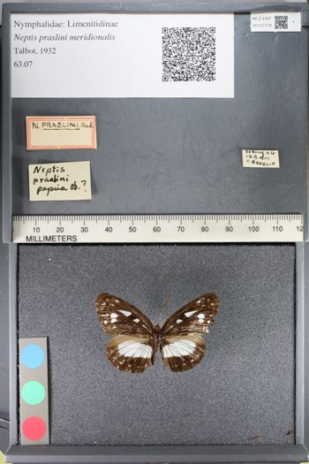 Media type: image;   Entomology 137779